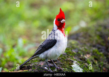 Red-crested Cardinal (Paroaria coronata) dans la vallée de Waimea sur Oahu, Hawaii, USA. Banque D'Images