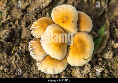 Un groupe de champignons (non identifiés) dans un verger d'amandiers dans la vallée de San Joaquin en Californie USA à l'automne 2016 Banque D'Images