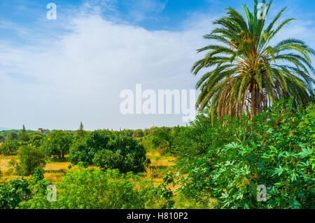 Le jardin luxuriant dans la région agricole du nord de la Tunisie. Banque D'Images