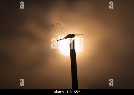 Libellule Silhouette sur stick en position centrale de soleil et de nuages flous en arrière-plan en basse Tonalité des touches. Banque D'Images