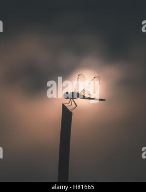 Libellule Silhouette sur stick en position centrale de soleil et de nuages flous en arrière-plan en basse Tonalité des touches de style cinématographique. Banque D'Images