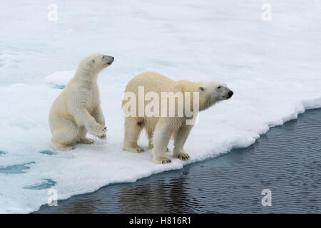 Mère ours polaire (Ursus maritimus) avec un ourson sur le bord d'un banc de glace fondante, l'île du Spitzberg, archipel du Svalbard Banque D'Images