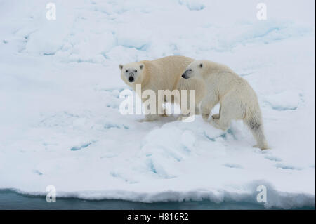 Mère ours polaire (Ursus maritimus) avec un ourson sur le bord d'un banc de glace fondante, l'île du Spitzberg, archipel du Svalbard Banque D'Images