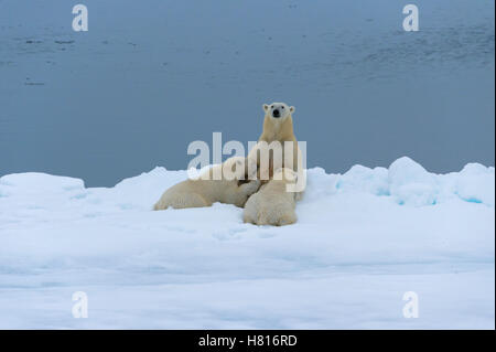 Mère ours polaire (Ursus maritimus) Sciences infirmières deux oursons sur le bord d'un banc de glace fondante, l'île du Spitzberg, archipel du Svalbard Banque D'Images