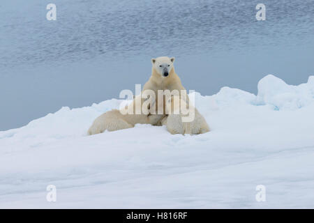 Mère ours polaire (Ursus maritimus) Sciences infirmières deux oursons sur le bord d'un banc de glace fondante, l'île du Spitzberg, archipel du Svalbard Banque D'Images