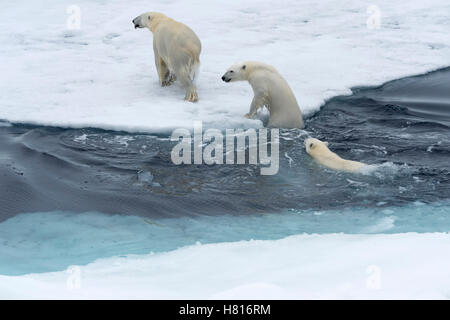 Mère ours polaire (Ursus maritimus) avec deux oursons natation et sautant par-dessus un banc de glace, l'archipel du Svalbard Banque D'Images