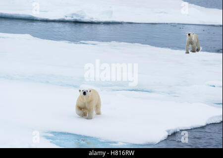 Mère ours polaire (Ursus maritimus) avec un cub la marche et la natation sur la fonte de banquise, archipel du Svalbard Banque D'Images