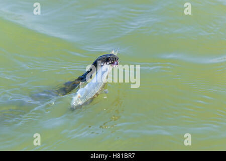 Snake attrape un poisson dans l'eau Banque D'Images