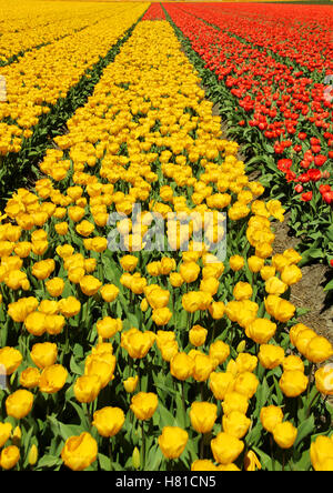 Champs de tulipes près de Keukenhof (Jardin de l'Europe), Lisse, Pays-Bas Banque D'Images