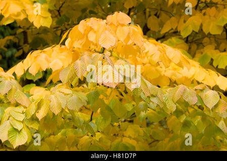 Cladrastis kentukea. En automne. Yellowwood Kentucky Banque D'Images