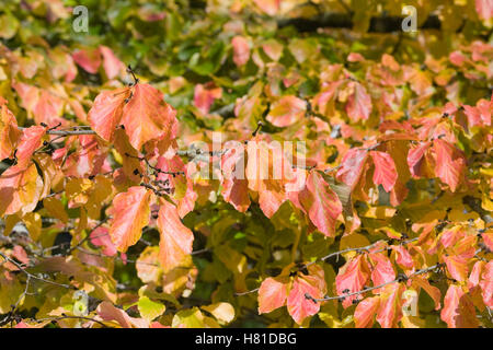 Parrotia persica feuilles à l'automne. Banque D'Images