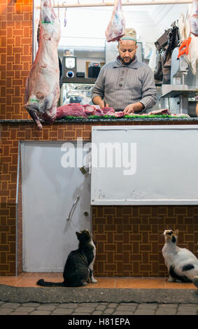 Maroc, Fès, boucherie avec chats Banque D'Images