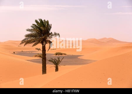 Le Maroc, l'Erg Chebbi, les palmier dans les dunes de sable dans le désert du Sahara, près de Merzouga Banque D'Images