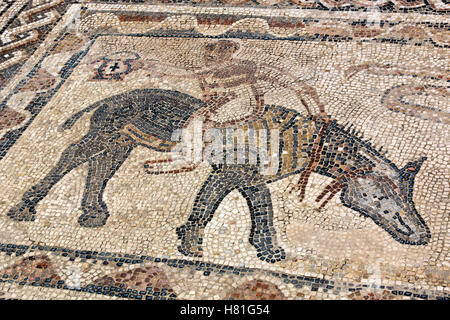 Le Maroc, près de Meknès, Volubilis, ruines Romaines datant de l'an 40, mosaïque murale Banque D'Images