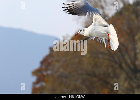 Mouette en vol contre ciel, montagnes et arbres aux couleurs automnales Banque D'Images