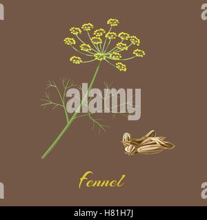 Le FENOUIL Foeniculum vulgare . Fleurs, feuilles et graines. Vector illustration Illustration de Vecteur