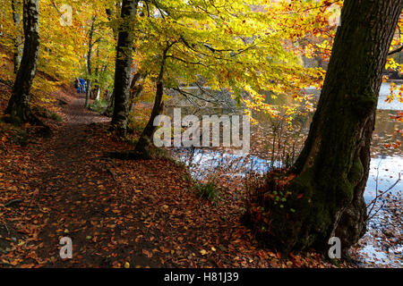 BOLU, TURQUIE - 06 NOVEMBRE 2016 : Voir des gens en forêt avec les feuilles tombées et le lac avec reflet dans Yedigoller. Yedigoller Banque D'Images