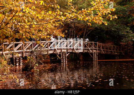 BOLU, TURQUIE - 06 NOVEMBRE 2016 : Voir des gens en forêt avec pont de bois, feuilles mortes et le lac de Yedigoller. Yedigoller, Banque D'Images