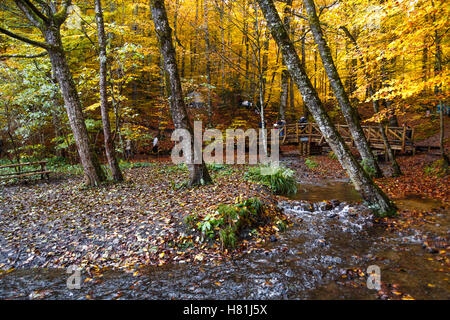 BOLU, TURQUIE - 06 NOVEMBRE 2016 : Voir des gens en forêt avec pont de bois, feuilles mortes et le lac de Yedigoller. Yedigoller, Banque D'Images