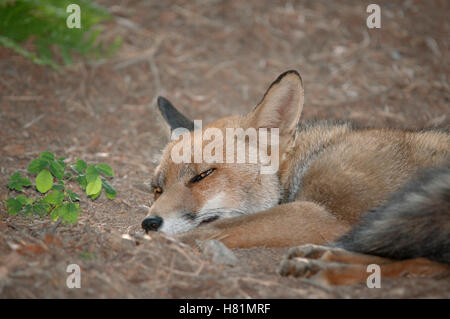 Portrait horizontal de renard roux, Vulpes vulpes, couchée sur le sol de la forêt. Banque D'Images