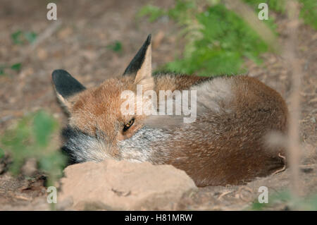 Portrait horizontal de renard roux, Vulpes vulpes, couchée sur le sol de la forêt. Banque D'Images