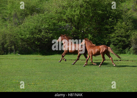 Deux beaux chevaux brun adultes fonctionnant sur un champ d'herbe verte Banque D'Images