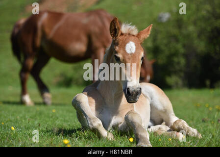 Petit poulain assis sur l'herbe verte avec des fleurs sur le terrain près de cheval brun adultes Banque D'Images