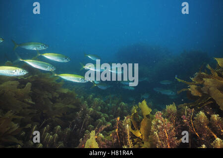 Le chinchard École de mauvaises herbes au-dessus de la mer Banque D'Images