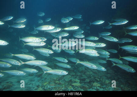 De l'école le chinchard au-dessus de la mer bas Banque D'Images