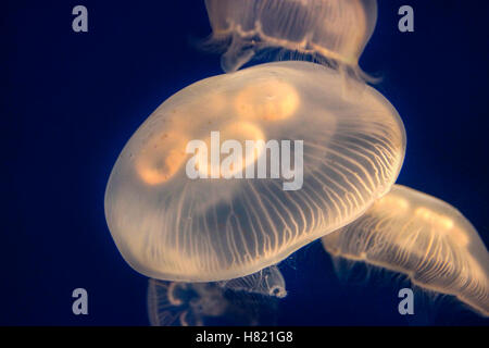 Libre de méduse de lune rougeoyante (Aurelia aurita) en suspension dans l'eau avec une lumière brillante et biologique (bioluminescence). E Banque D'Images