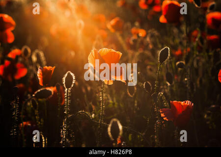 Champ de coquelicots sauvages - Contexte Banque D'Images