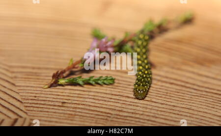 Belle (jaune) sur la myrtilli bruyère commune (Calluna vulgaris). Banque D'Images