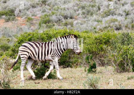 Zebra marche loin de la tribu avec sa tête vers le bas et très en colère. Banque D'Images