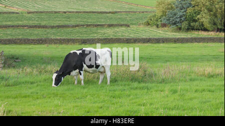 Une vache de race Frisonne mange de l'herbe Banque D'Images