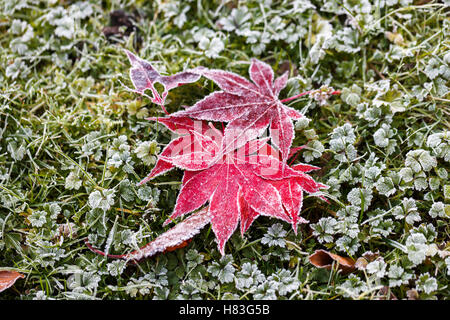 L'érable japonais rouge tombé (Acer palmatum) feuilles avec des cristaux de glace de givre sur une pelouse jardin anglais à la fin de l'automne / hiver Banque D'Images