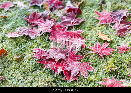 L'érable japonais rouge tombé (Acer palmatum) feuilles avec des cristaux de glace de givre sur une pelouse jardin anglais à la fin de l'automne / hiver Banque D'Images