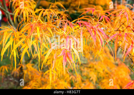 Automne couleur orange fines feuilles d'érable japonais Acer palmatum 'Kinshi' à Arbortum Westonbirt près de Tetbury, Gloucestershire Banque D'Images