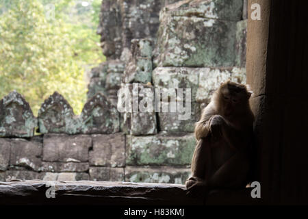 Singe assis sur une fenêtre du temple Bayon à Angkor Wat Banque D'Images