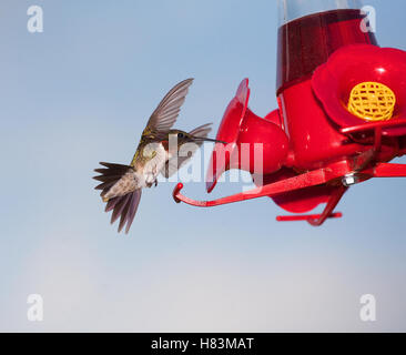 Colibri vert et rouge à l'atterrissage sur un chargeur Banque D'Images