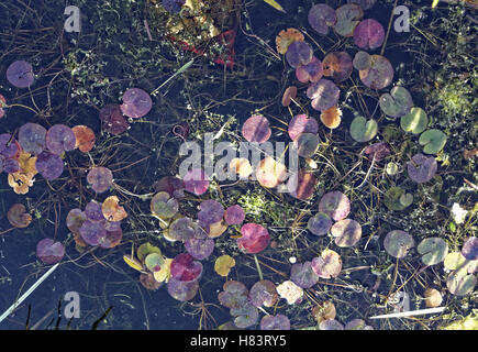 Les mauvaises herbes et de l'eau avec des feuilles de nénuphar background Banque D'Images