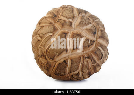 Shiitake isolé sur fond blanc Banque D'Images