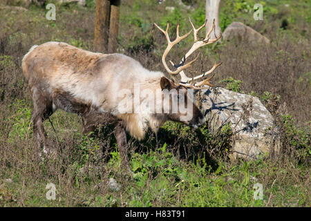 Une femelle caribou des bois. Banque D'Images