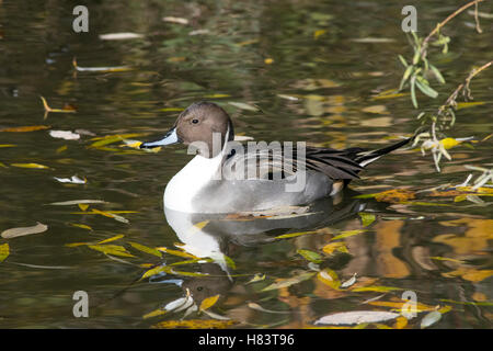 Un mâle Canard pilet Canard dans l'automne. Banque D'Images