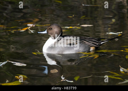 Un mâle Canard pilet Canard dans l'automne. Banque D'Images