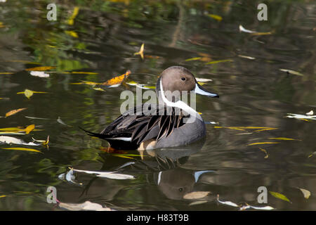 Un mâle Canard pilet Canard dans l'automne. Banque D'Images