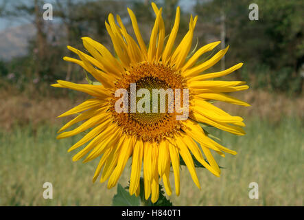 Helianthus ou tournesol Banque D'Images