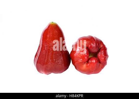 Rose des pommes ou chomphu isolé sur fond blanc. Banque D'Images