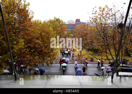 Qingdao, Qingdao, Chine. 10 Nov, 2016. Qingdao, Chine 10 novembre 2016 : (usage éditorial uniquement. Chine OUT) magnifiques paysages de ginkgo arbres après la pluie au Shandong University of Science and Technology à Qingdao, Chine de l'est la province de Shandong, 10 novembre 2016. © SIPA Asie/ZUMA/Alamy Fil Live News Banque D'Images