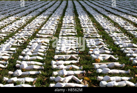 Bristol, Royaume-Uni. 10 novembre, 2016. Linceul de la Somme est installé sur College Green Bristol. Monsieur entendu s'est efforcé de montrer l'ampleur de la perte de vie de cette bataille. Il y a 19 240 modèles ; elles sont toutes individuelles et ont été cousus en un carénage en calicot artiste Somerset Rob entendu. Chaque figurine représente un soldat nommé par la Commonwealth War Graves Commission. Crédit : Mr Standfast/Alamy Live News Banque D'Images