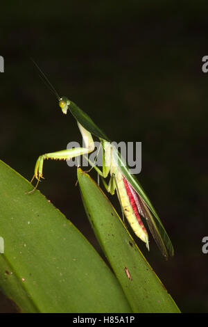 Mantis de prière: Mantis péruviens de bouclier (Choeradrodis rhombicollis) sur la feuille de forêt tropicale Banque D'Images